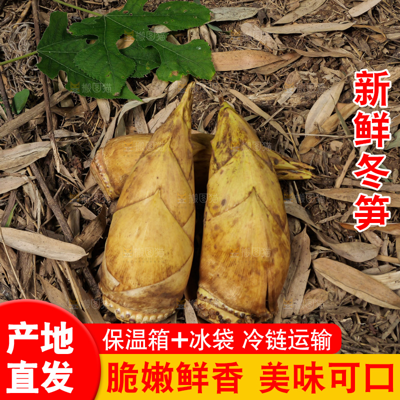 竹林现挖的冬笋