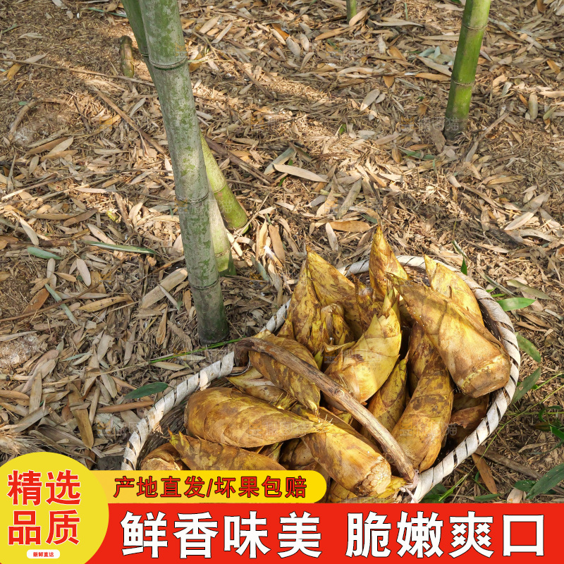 竹林现挖的冬笋