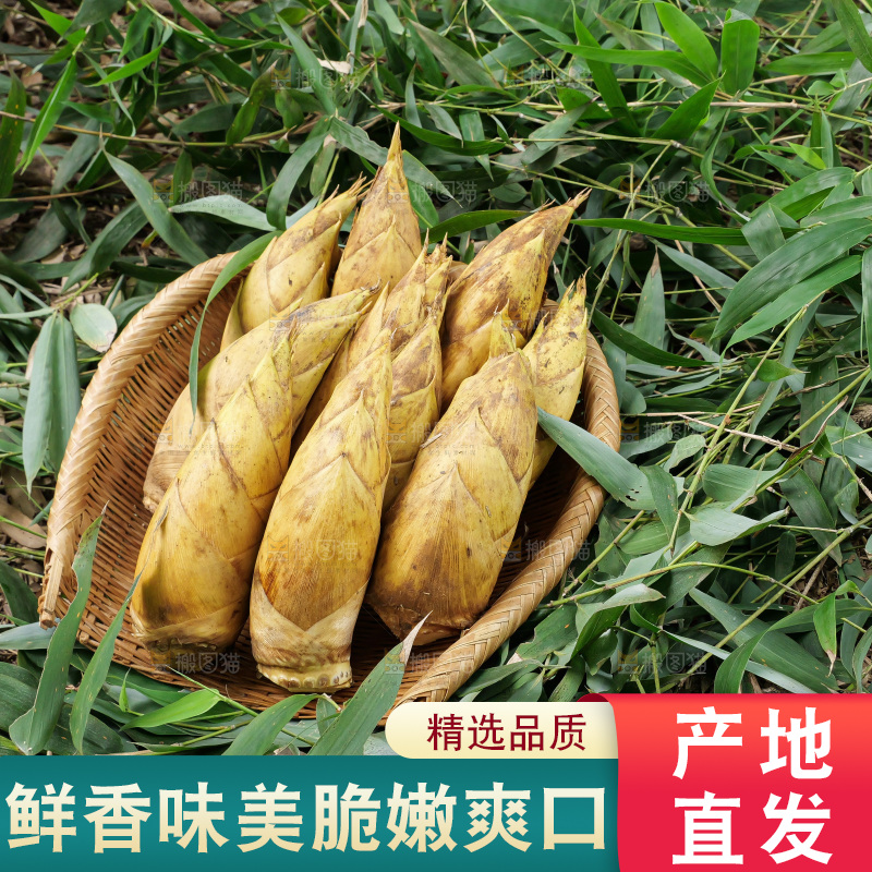 竹林现挖的冬笋