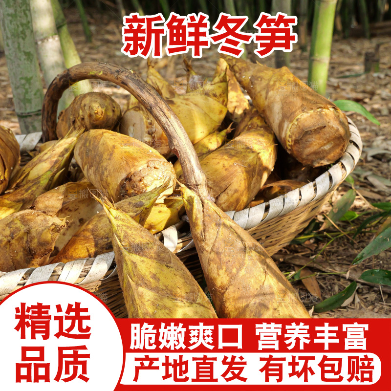竹林现挖的冬笋