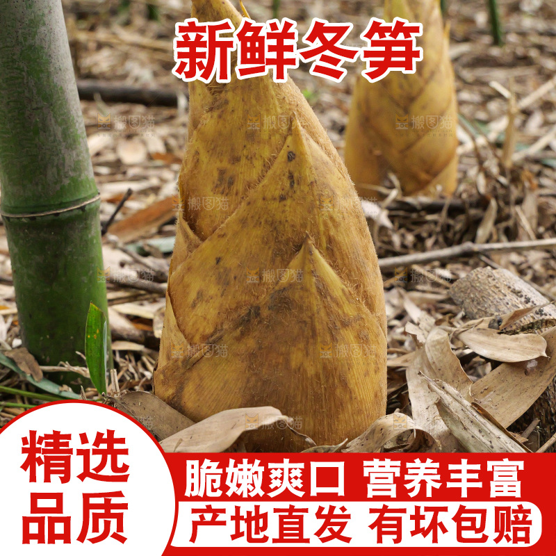 竹林现挖的冬笋