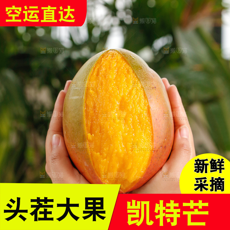 手里拿着凯特芒