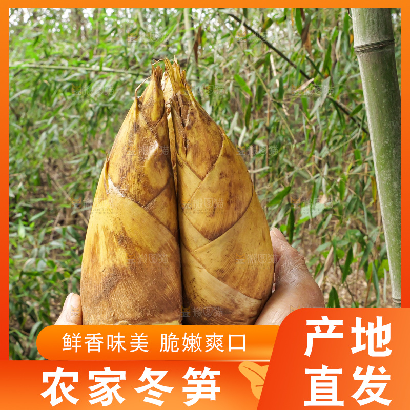 手里拿着的大冬笋