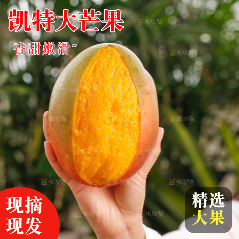 手里拿着凯特芒