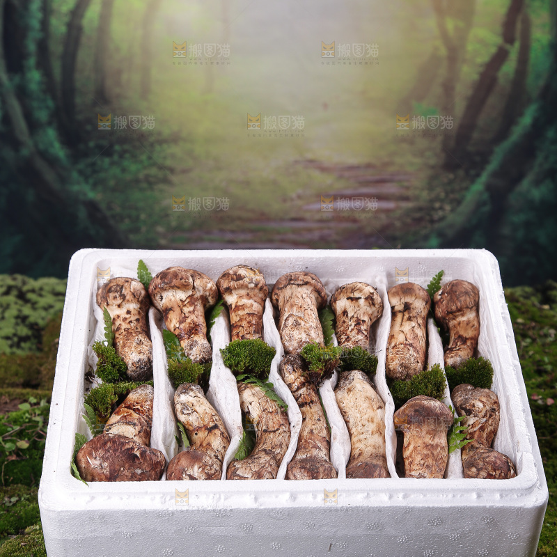 箱子里装的松茸菇