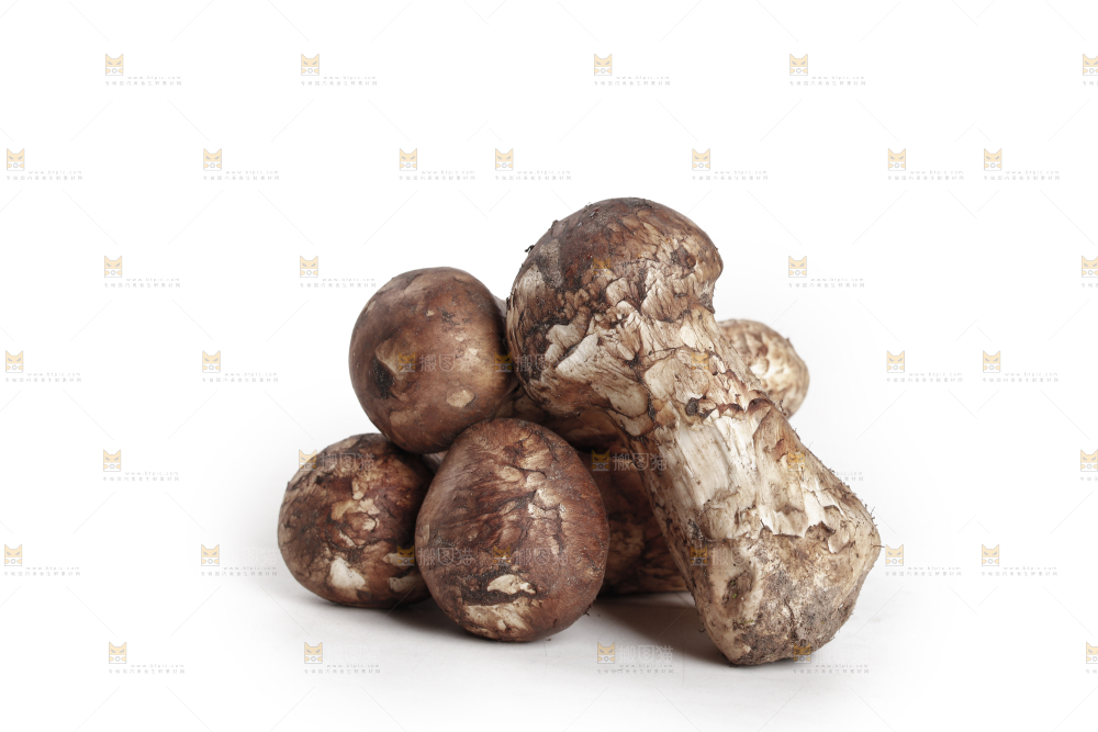 白底上的松茸菇