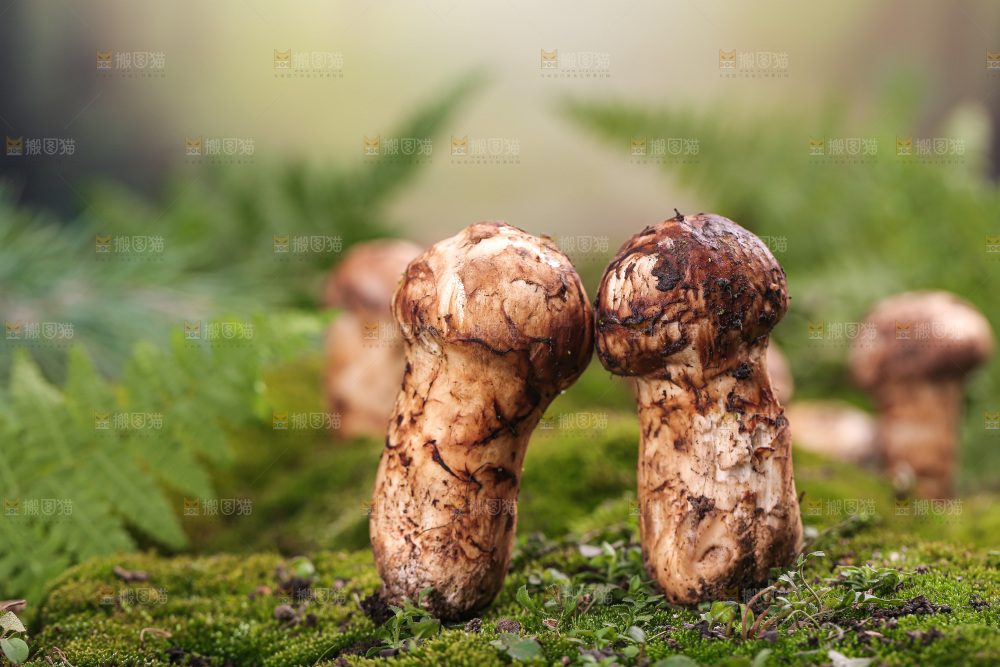 草地上的松茸菇