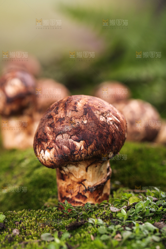 草地上的松茸菇