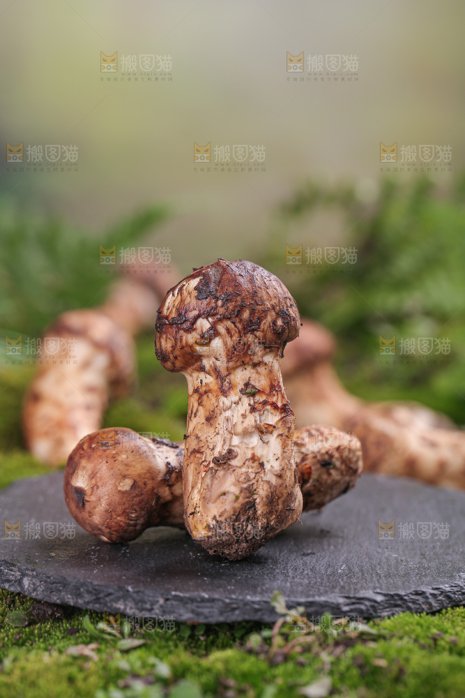 草地上的松茸菇