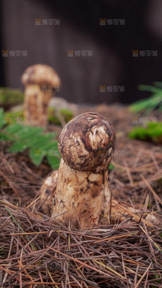 草地上的新鲜松茸菇