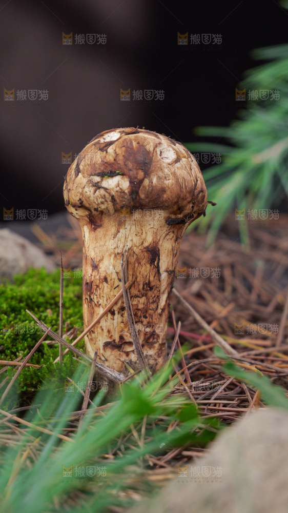 草地上的新鲜松茸菇