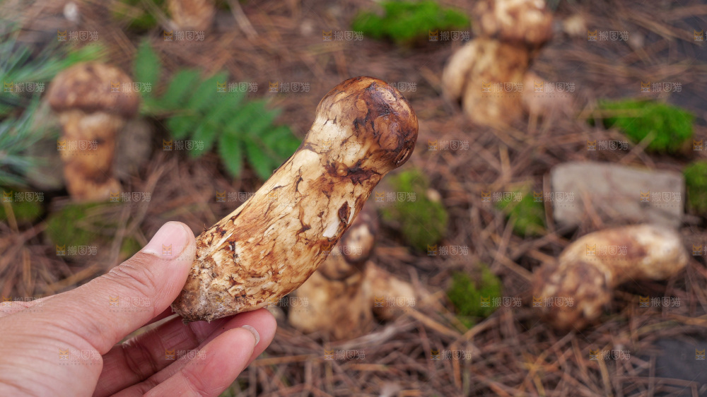 草地上的新鲜松茸菇