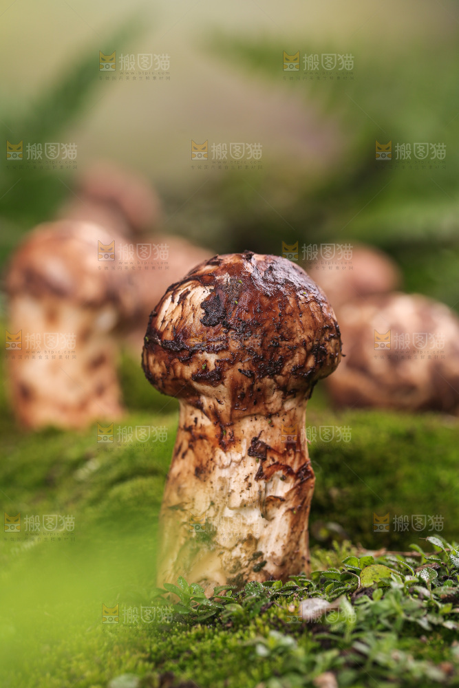 草地上的松茸菇