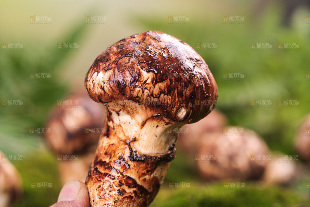草地上的松茸菇