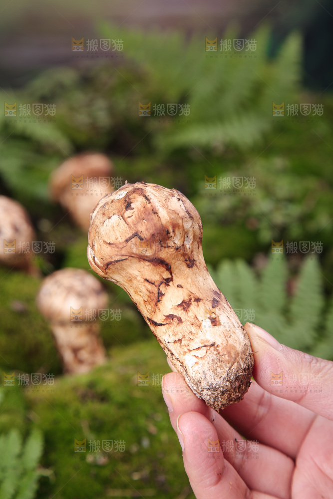 草地上的松茸菇