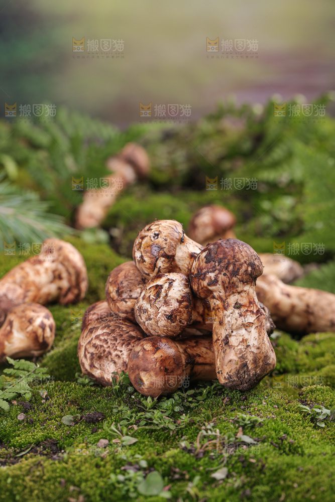 草地上的松茸菇