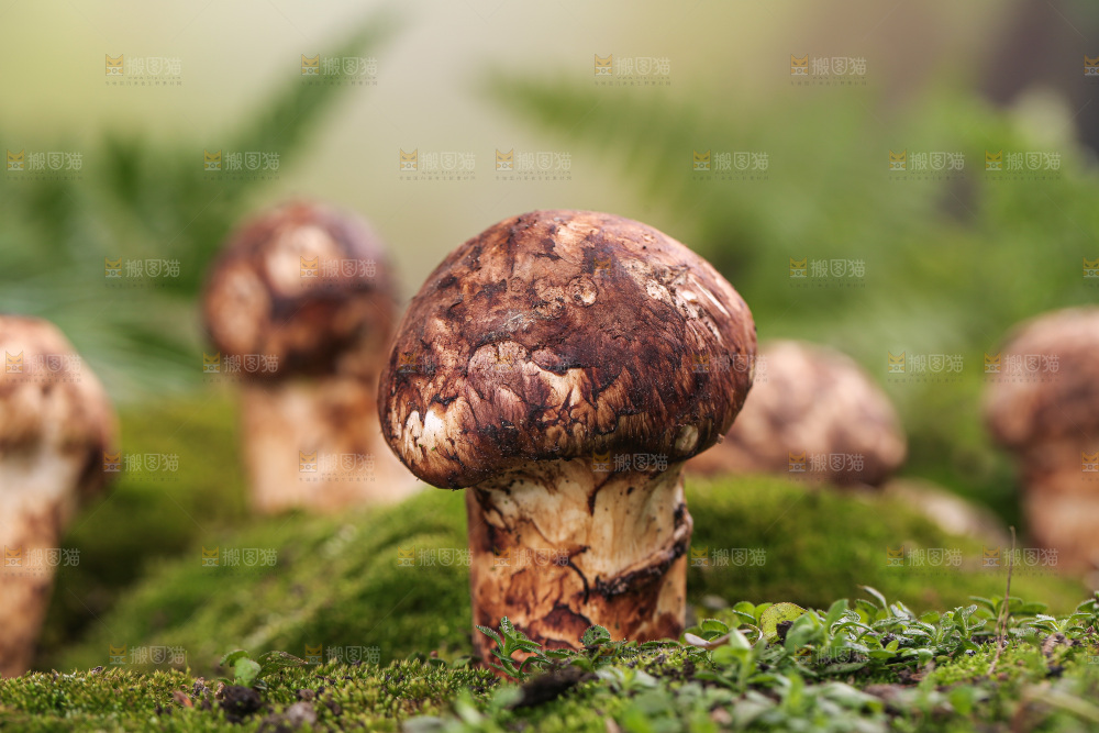 草地上的松茸菇