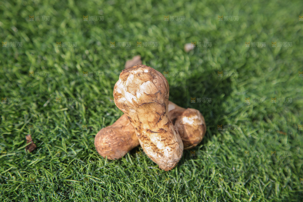 草地上的松茸菇