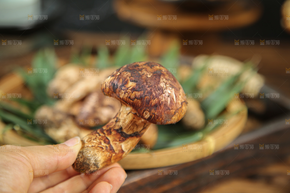 深底上的松茸菇