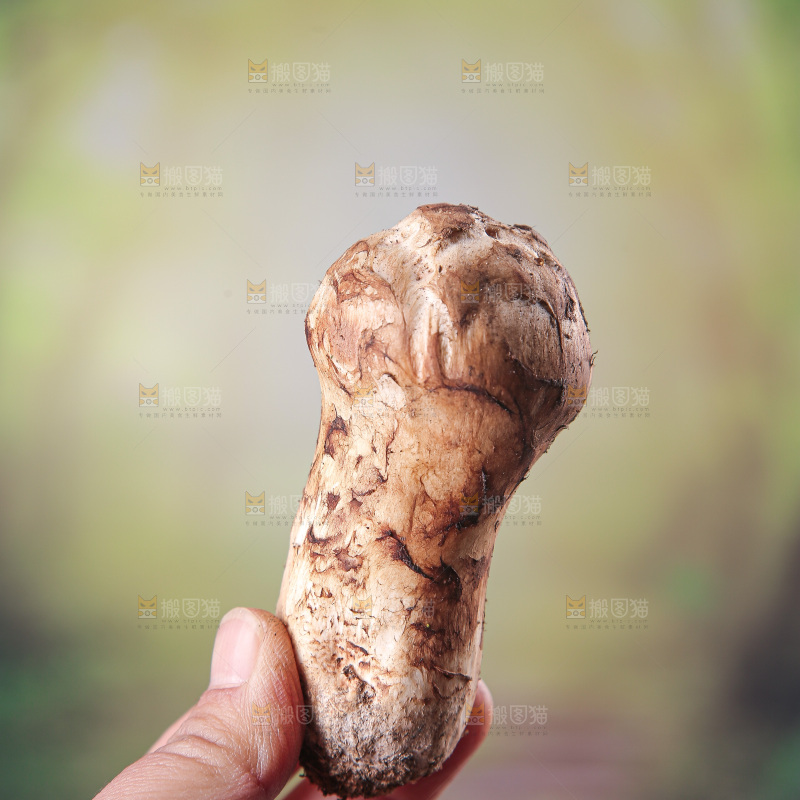 草地上的松茸菇