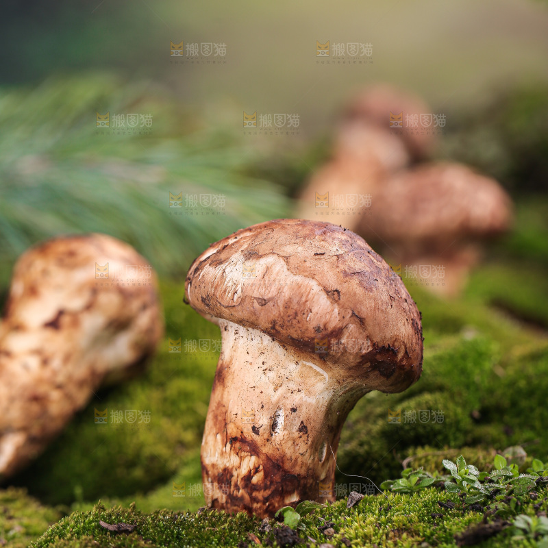 草地上的松茸菇