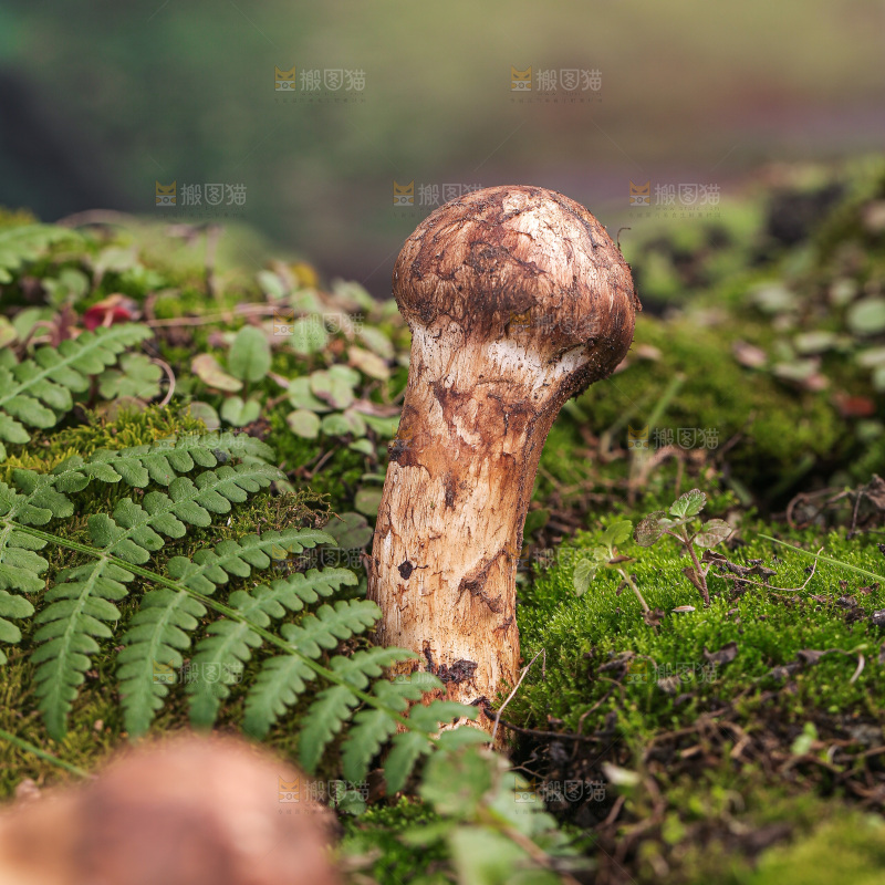 草地上的松茸菇