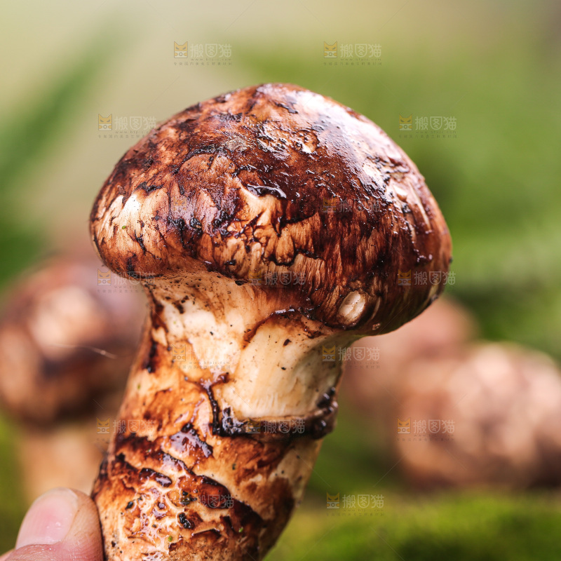 草地上的松茸菇