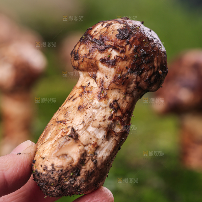 草地上的松茸菇