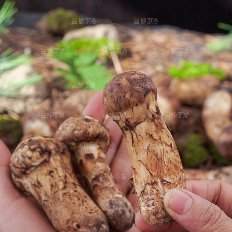 草地上的新鲜松茸菇