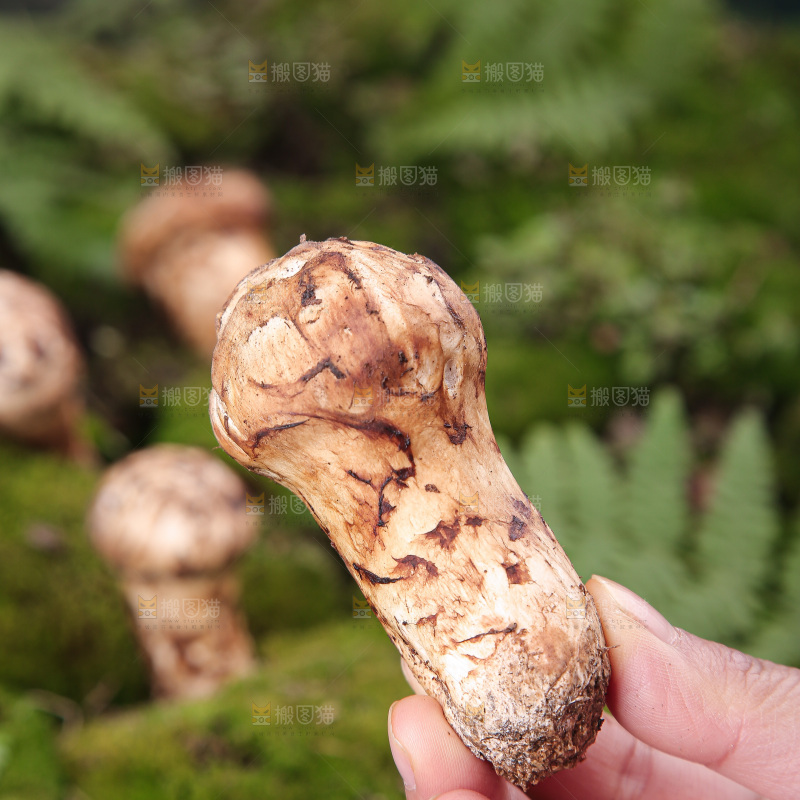草地上的松茸菇