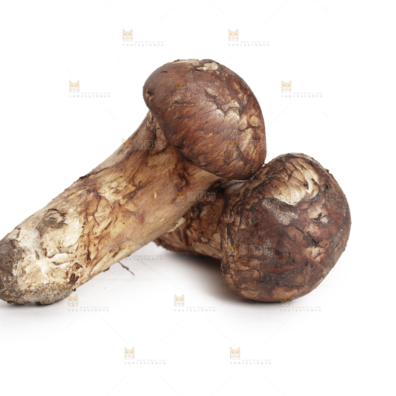 白底上的松茸菇