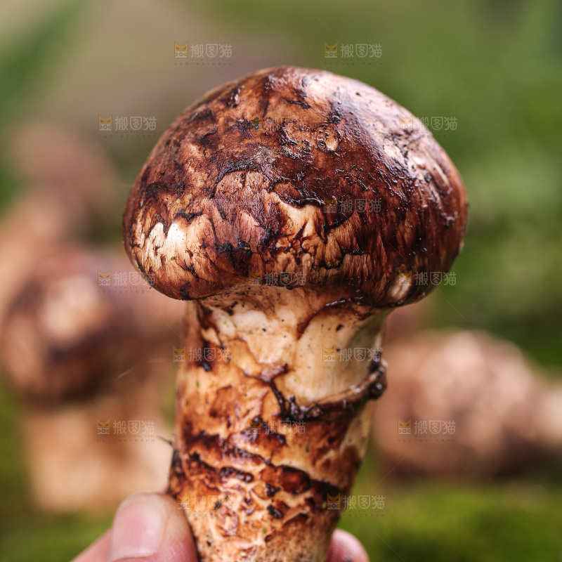 草地上的松茸菇