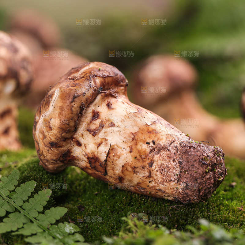 草地上的松茸菇