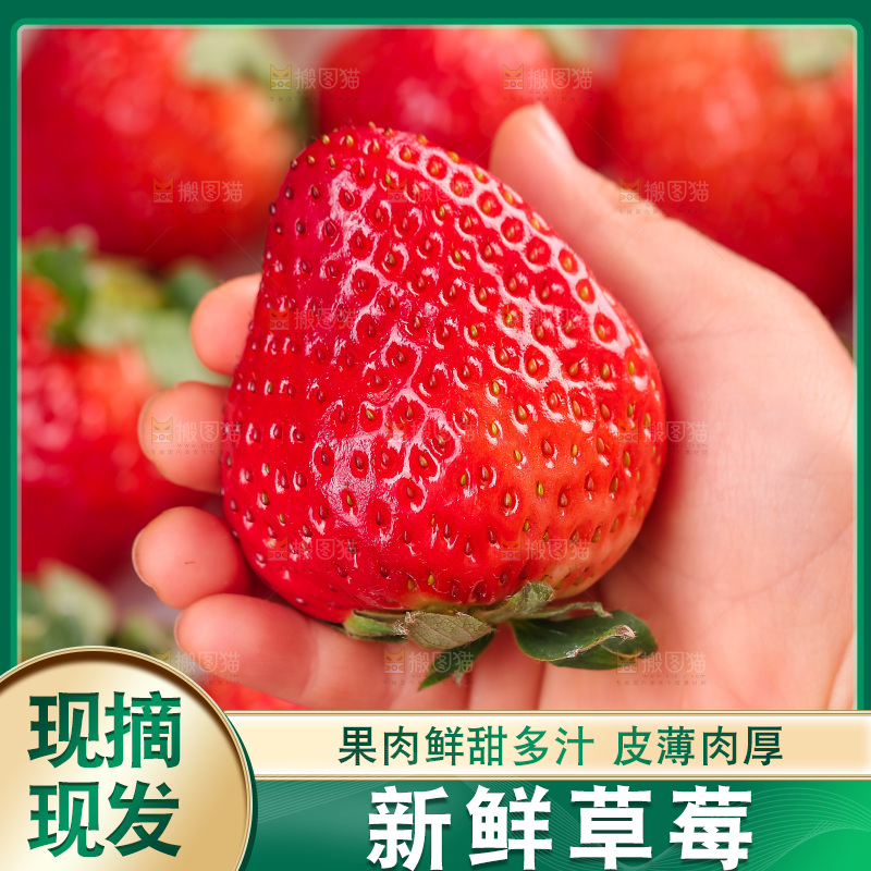 浅底上的丹东草莓
