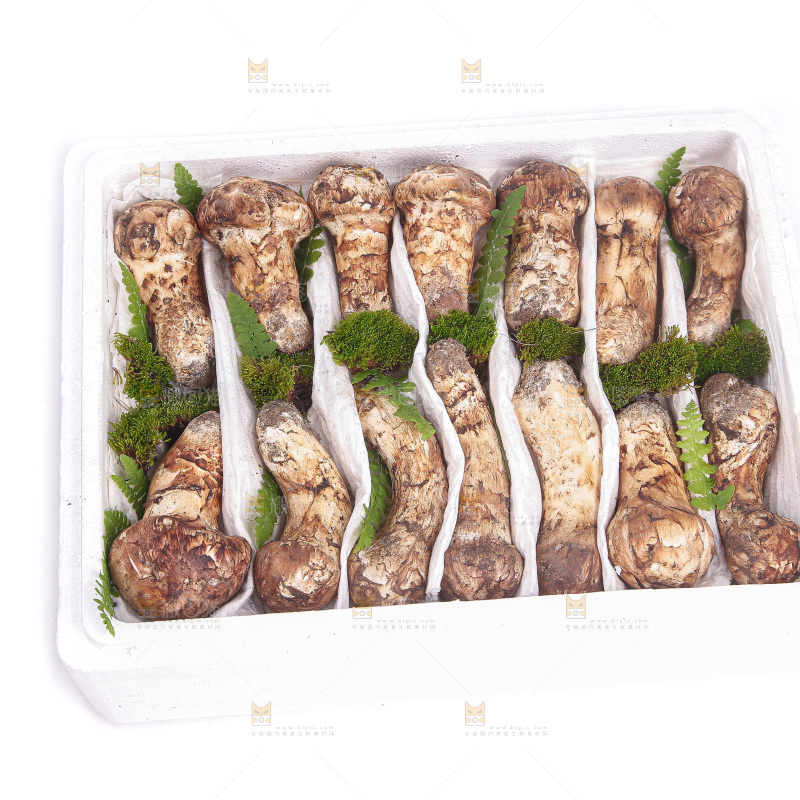 白底上的松茸菇