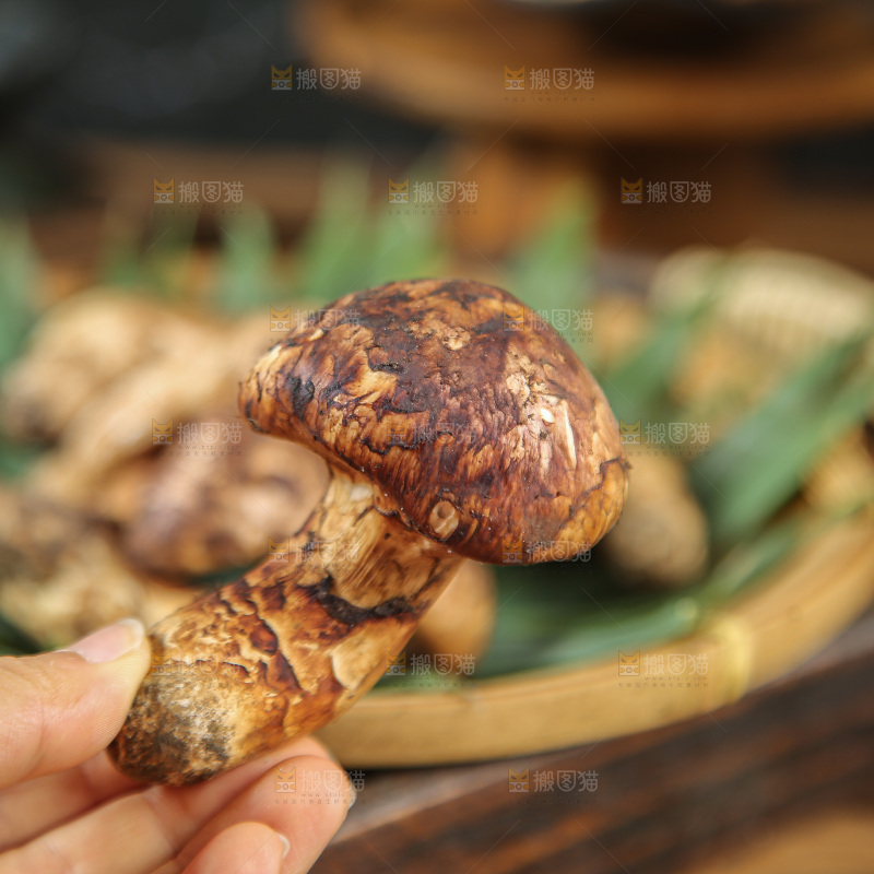 深底上的松茸菇