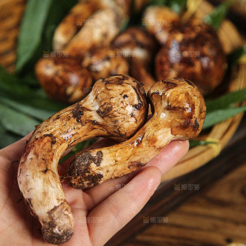 深底上的松茸菇