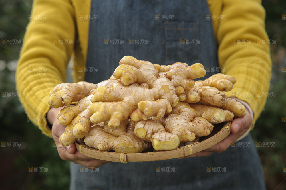 手上拿的小黄姜