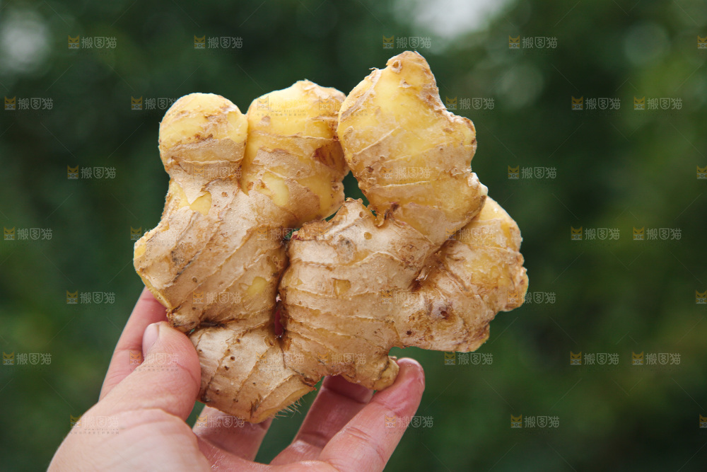 手上拿的小黄姜