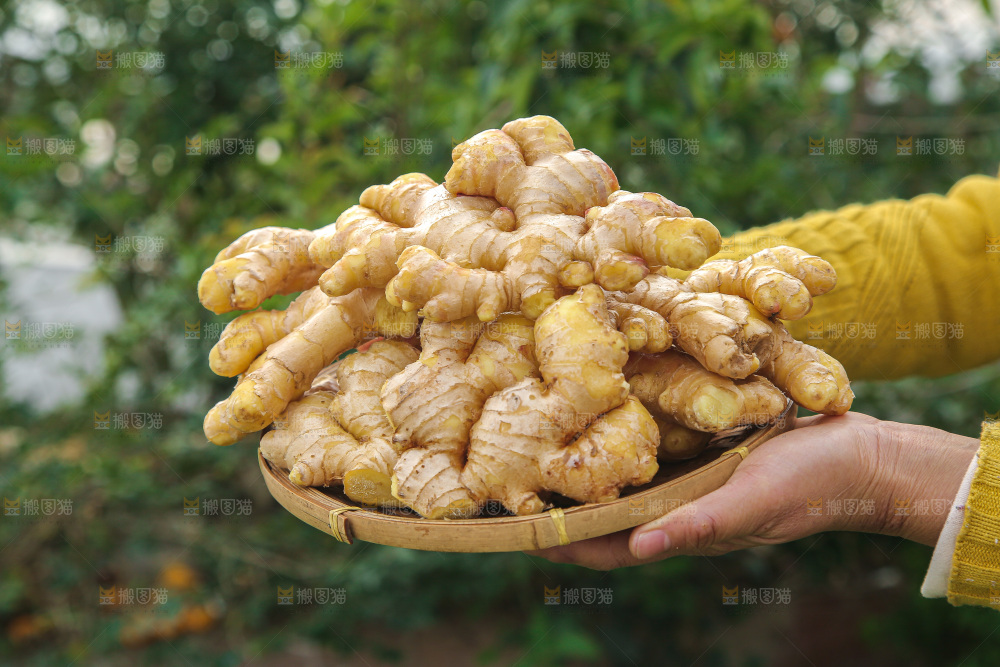 手上拿的小黄姜