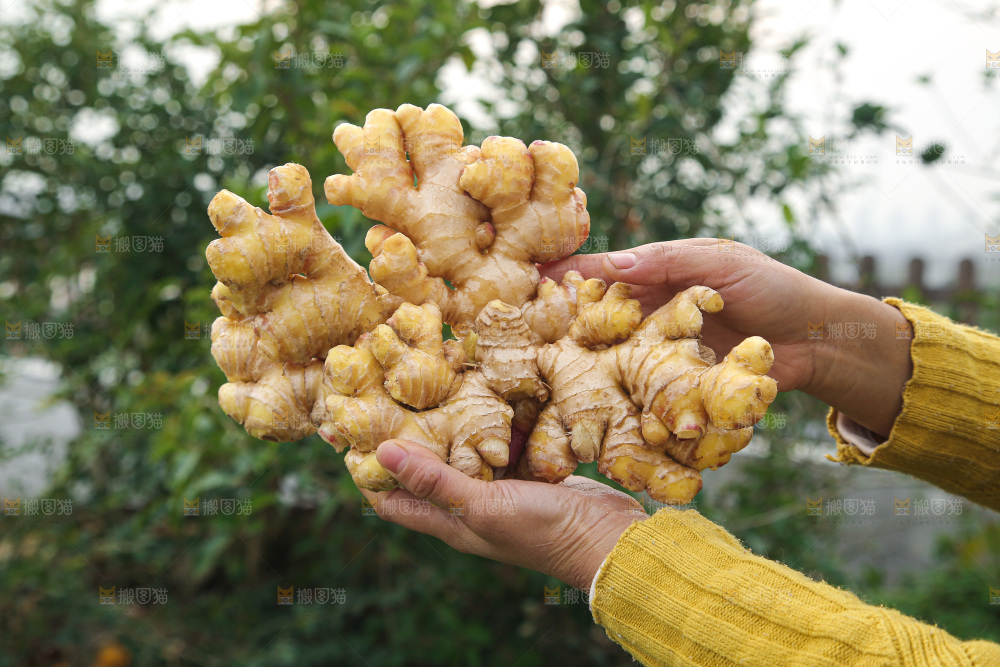 手上拿的小黄姜