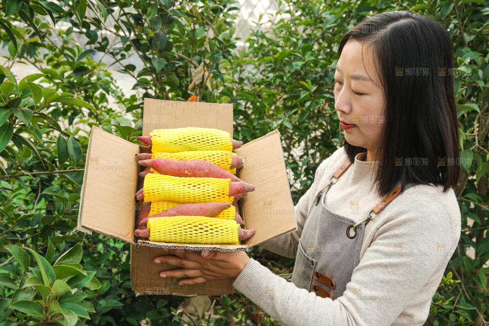手上拿的红瑶蜜薯