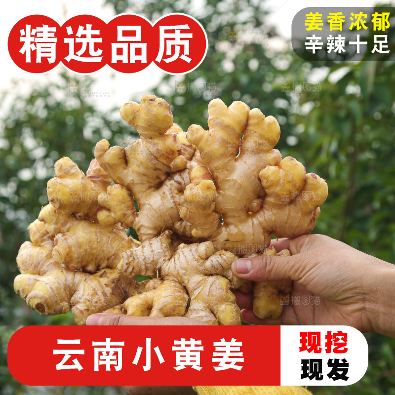 手上拿的小黄姜