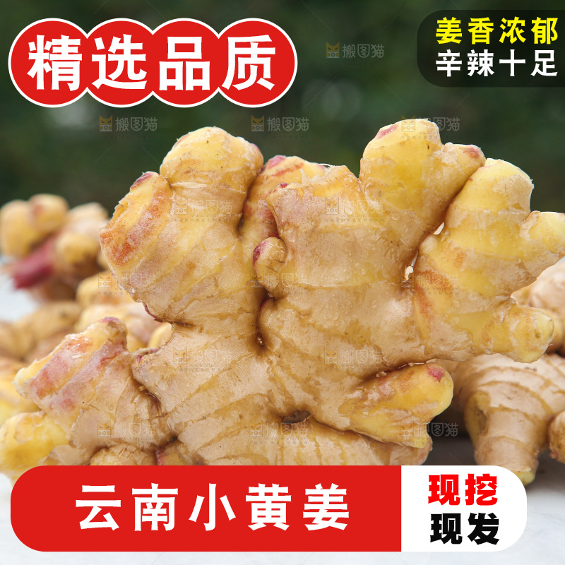 浅底上的小黄姜