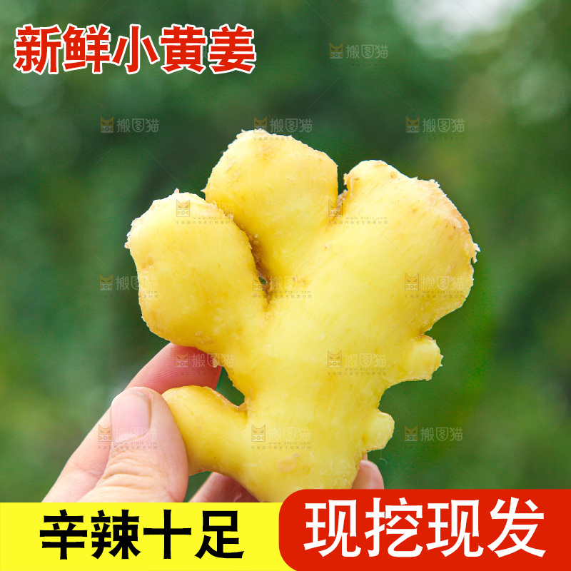 手上拿的小黄姜