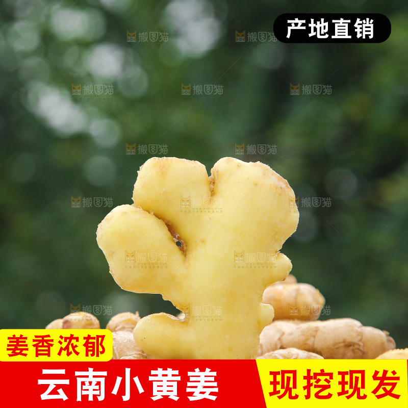 浅底上的小黄姜