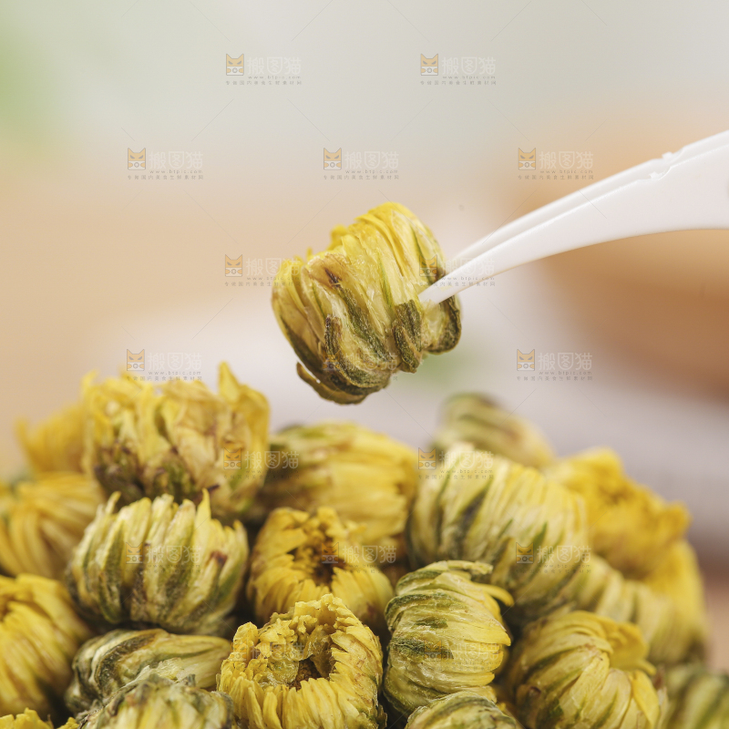 浅底上的胎菊