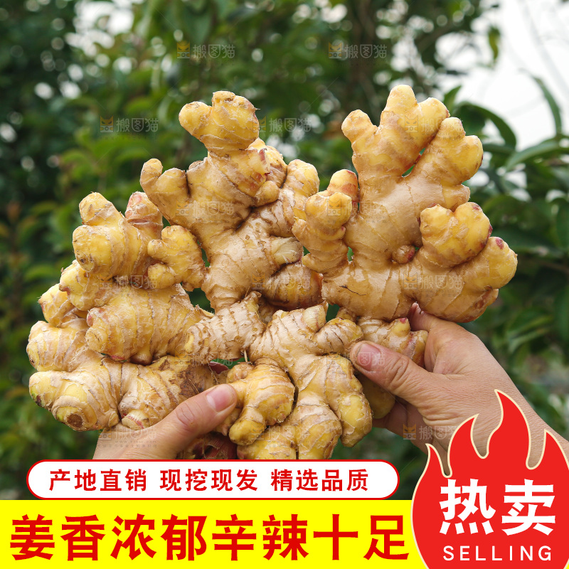 手上拿的小黄姜