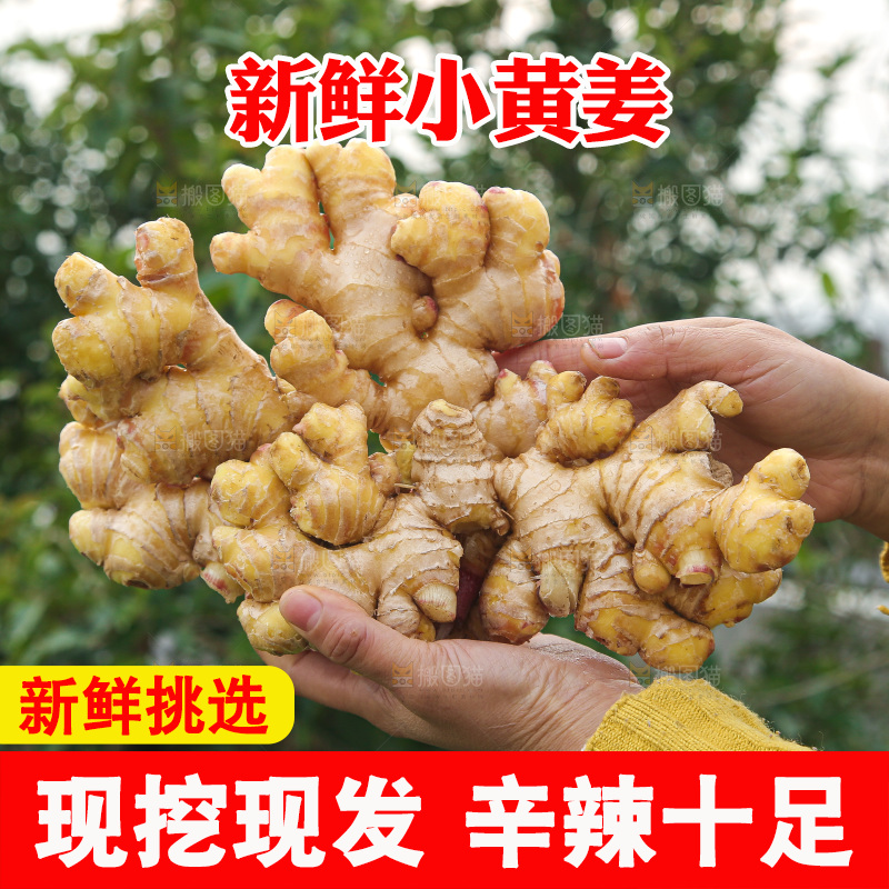 手上拿的小黄姜