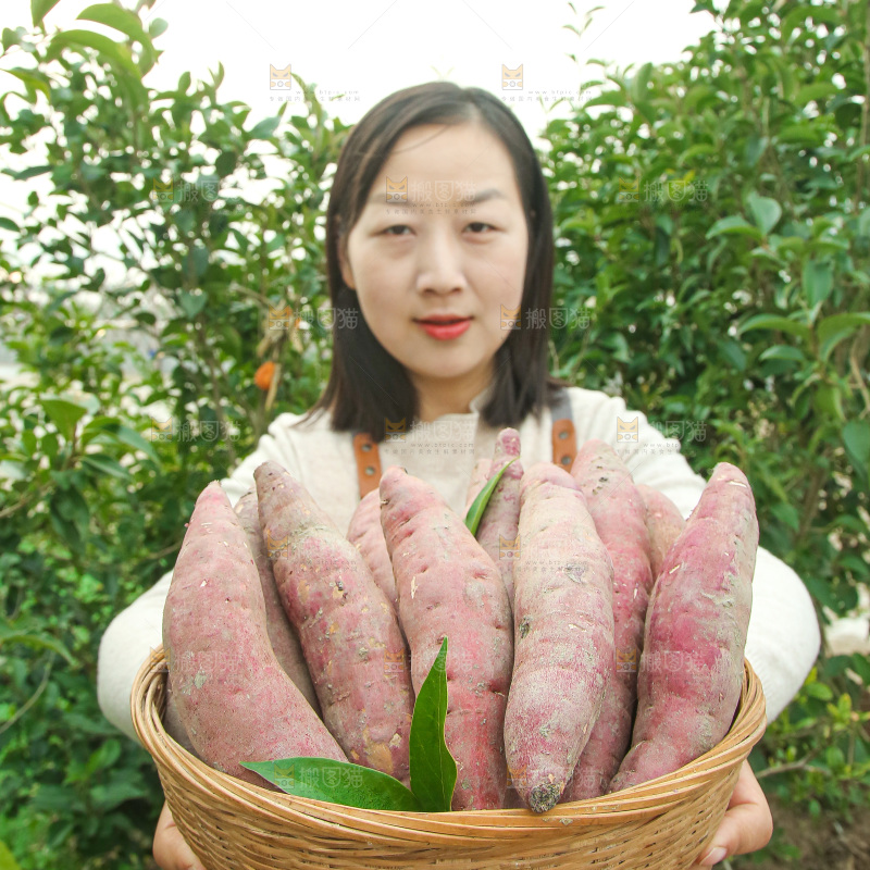 手上拿的红瑶蜜薯